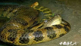 据说亚马逊雨林里这十大动物极为可怕 不是剧毒就是危险！