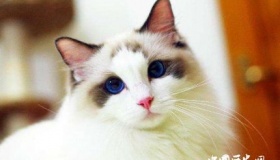 布偶猫的历史起源：一切从一场车祸开始……