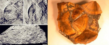 两亿年前的脚印之谜_两亿年前的脚印是真是假_2亿年前的人类脚印是谁的