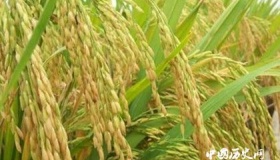 农业起源，人类文明的起点，以中国为中心的东亚农业起源