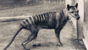 被澳洲野狗“鸠占鹊巢” 还为其背锅最终灭绝