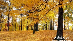 九月古诗词：描写金秋九月的十首经典古诗词你值得拥有！