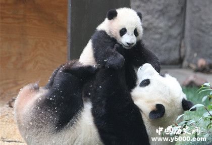 大熊猫进化史_大熊猫为什么叫熊猫_大熊猫名字由来_中国历史网