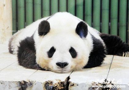 大熊猫进化史_大熊猫为什么叫熊猫_大熊猫名字由来_中国历史网