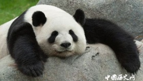 大熊猫进化历史：野兽凶“萌”  “滚滚”而来
