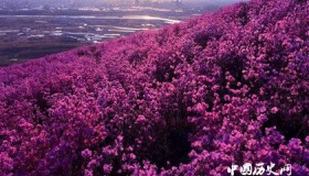 描写杜鹃花的古诗20首  赞美杜鹃花的经典诗句都在这！