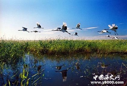 为什么叫扎龙自然保护区_扎龙自然保护区的由来_扎龙自然保护区的来历_中国历史网