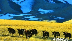 中国四大无人区：太刺激了，一起去探险吧！