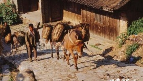 你听过茶马古道吗？它可是中国西南民族经济文化交流的走廊！