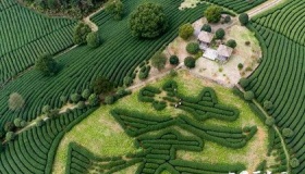 西湖龙井从古至今都是木秀于林！