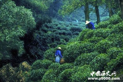 西湖龙井是什么茶_西湖龙井茶品种_西湖龙井茶的历史