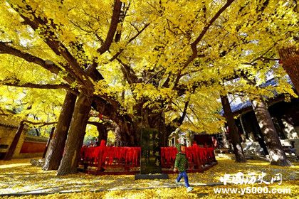 天下银杏第一树在哪里_天下银杏第一树的故事_浮来山天下银杏第一树