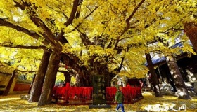 天下银杏第一树：中国上下五千年，它见证了四千年！