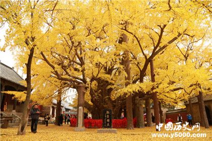 天下银杏第一树在哪里_天下银杏第一树的故事_浮来山天下银杏第一树