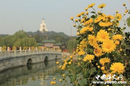 赞美菊花的诗句_关于菊花的古诗大全_有关菊花的诗句