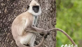 人类为什么曾经有尾巴，后来又没了呢？