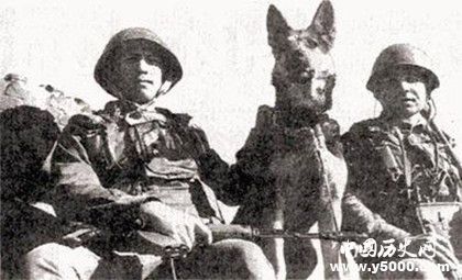 日本战争时期训练的攻击动物是什么_日本训练了什么动物来撕咬中国人_中国历史网