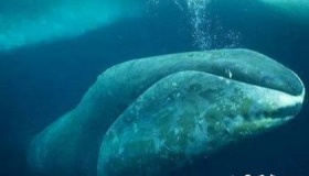 地球上最长寿的动物，乌龟只能屈居第五，第一居然可以长生不死