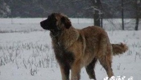 日本训练过一种动物，二战咬死过无数中国人，战败后全留在了中国