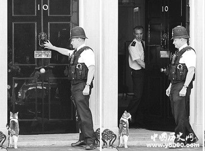 唐宁街十号的猫，英国首相府养猫居然是为了抓老鼠？