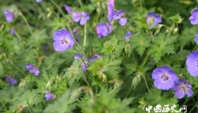 老鹳草和医药家孙思邈的故事