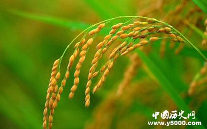 水稻的起源和历史_水稻的起源地在哪里_世界水稻起源