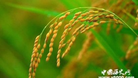 人食五谷，一日三餐，你不好奇水稻的起源么？