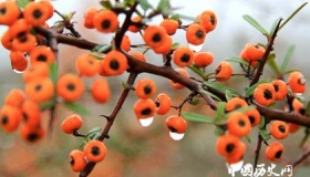 寒露：日历上的寒露到底是什么呢？