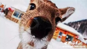 世界上“最傻”的3种动物，不需要天敌，自己就能把自己弄死