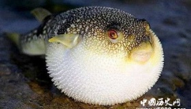 世界上最毒的食物：第一是一生气就变“球”的河豚