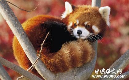 世界上最爱干净的动物_世界上最爱干净的动物有哪些_什么动物最爱干净_中国历史网