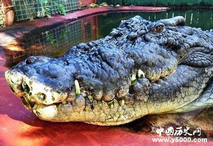 地球上最大的鳄鱼：身长7米，鳄鱼中的巨无霸