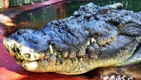 地球上最大的鳄鱼：身长7米，鳄鱼中的巨无霸