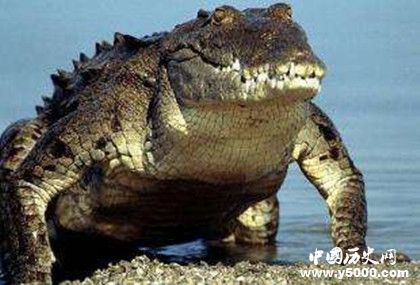 地球上最大的鳄鱼_地球上最大的鳄鱼有多大_地球上最大的鳄鱼是什么_中国历史网
