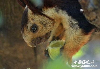 地球上最大的松鼠_地球上最大的松鼠是什么_最大的松鼠体型多大_中国历史网