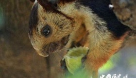 地球上最大的松鼠：身长一米的鼠中巨类