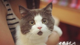 世界上最爱干净的动物：非猫主子莫属