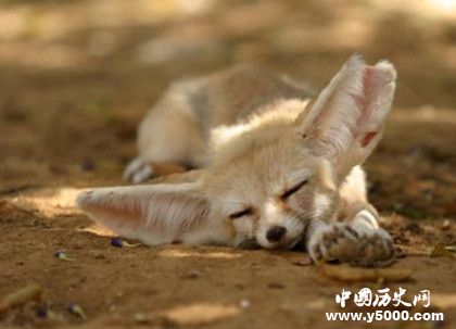 世界上最小的狐狸_世界上最小的狐狸叫什么_世界上最小的狐狸有多大_中国历史网