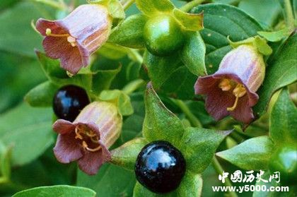 世界上最毒的植物是什么_世界上最毒的植物排行榜_中国历史网