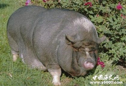 世界上最贵的猪_世界上最贵的猪什么品种_世界上最贵的猪排名_中国历史网