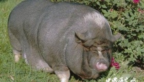 世界上最贵的猪：价值6500万，真的是人不如“猪”