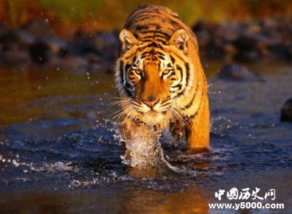 世界上最大的老虎_世界上最大的老虎是什么_世界上最大的老虎有多大_中国历史网