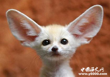 世界上最小的狐狸：耳朵大大身材小小的耳廓狐