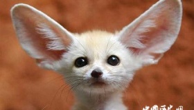 世界上最小的狐狸：耳朵大大身材小小的耳廓狐