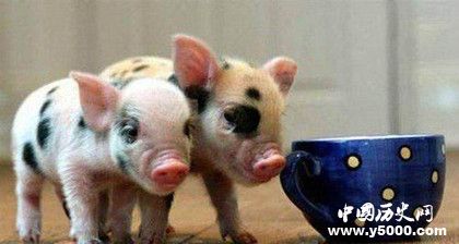 世界上最贵的猪_世界上最贵的猪什么品种_世界上最贵的猪排名_中国历史网