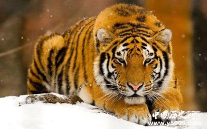 世界上最大的老虎排名，东北虎实名第一