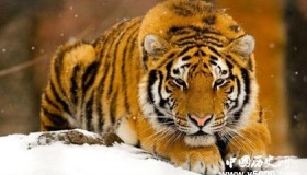 世界上最大的老虎排名，东北虎实名第一