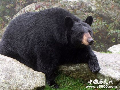 美国最胖的熊_美国最胖的熊是什么_美国最胖的熊叫什么