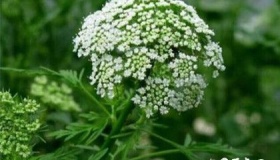 世界上最毒的植物排行榜：第一最具欺骗性，全身都是毒