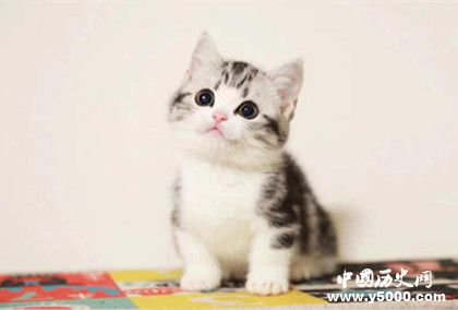 世界上最小的猫_世界上最小的猫什么品种_世界上最小的猫叫什么_中国历史网